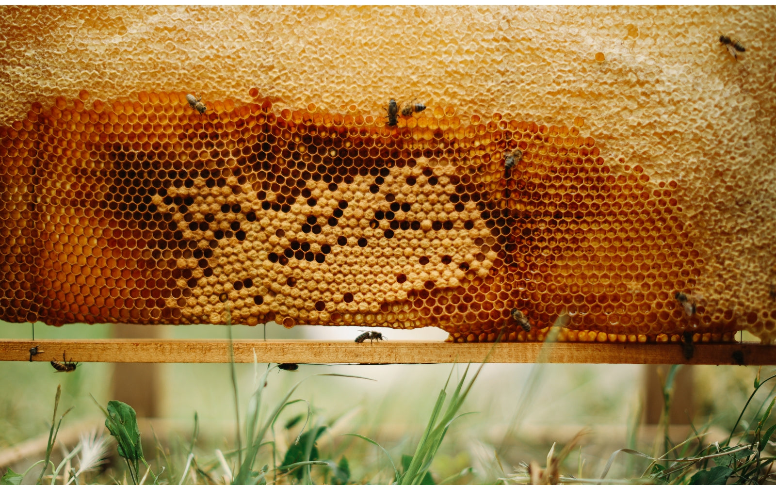 Brazilian Green Bee Propolis: The Magic, Science-Backed Wellness Ritual Your Routine Needs