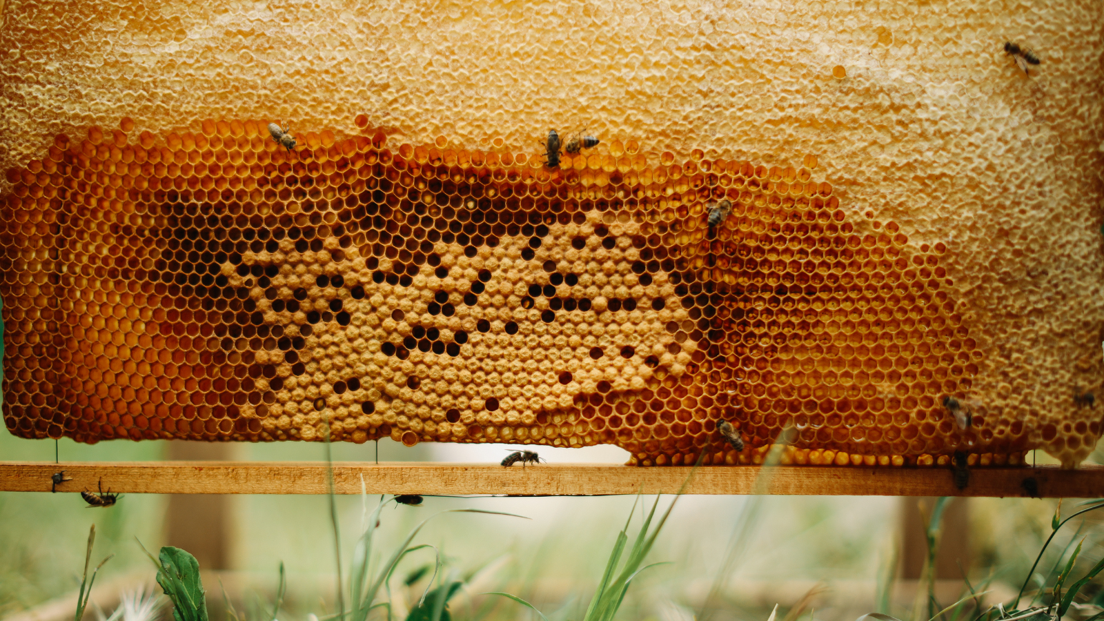 Brazilian Green Bee Propolis: The Magic, Science-Backed Wellness Ritual Your Routine Needs