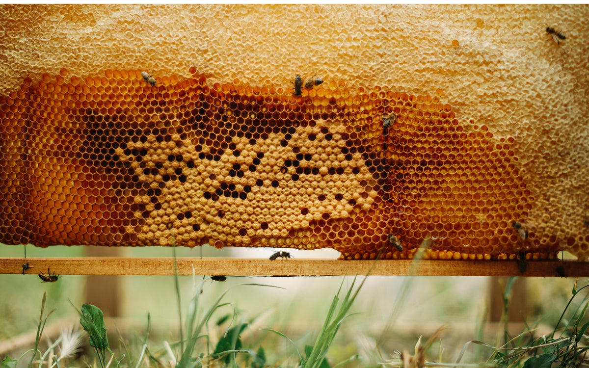 Brazilian Green Bee Propolis: The Magic, Science-Backed Wellness Ritual Your Routine Needs
